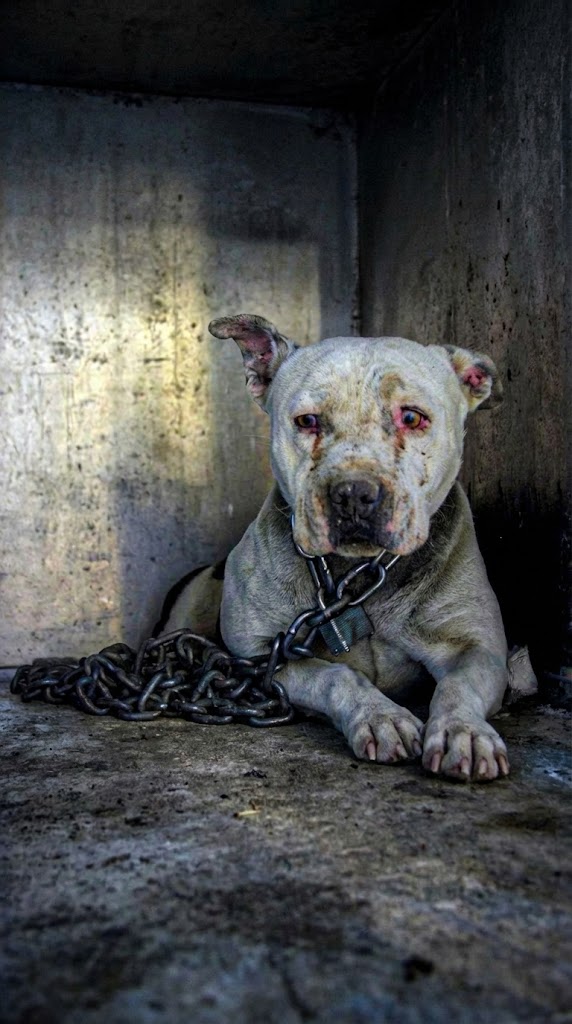 She Had Never Known a Name — Only a Chain Against a Cold Wall