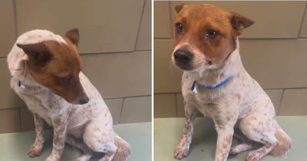 Adopted and Loved: Harvey’s Journey to His Forever Home!