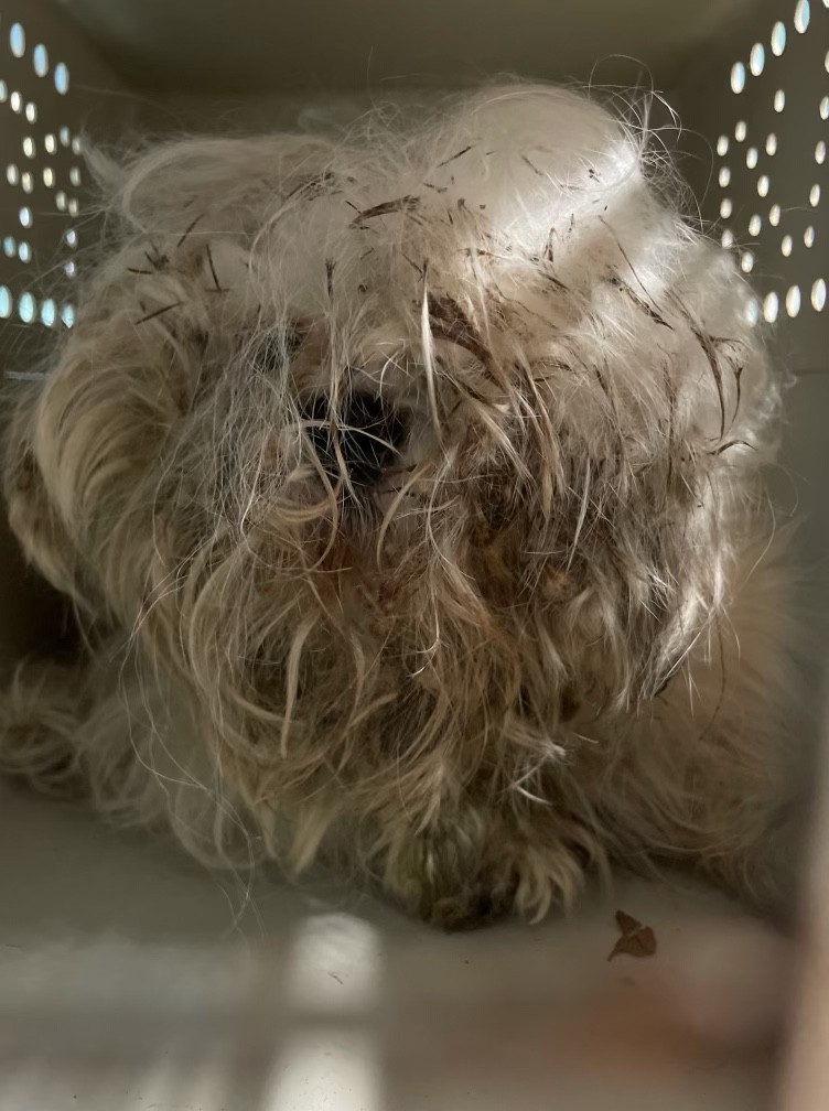 Beneath Ten Pounds of Matted Fur, a Sweet Soul Was Waiting to Be Found