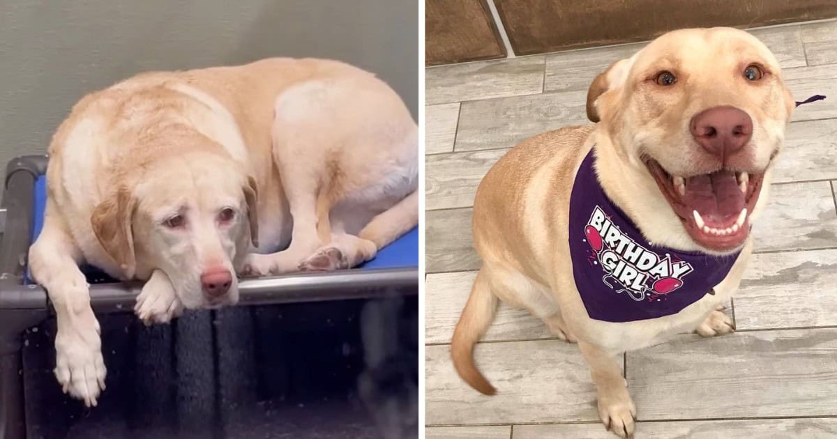 Cute Dog Got Excited to Hear Her Mom After Spending A Week In The Boarding Facility
