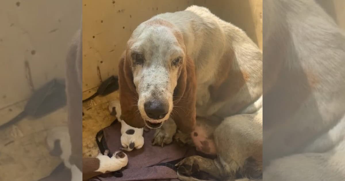 Stray Who Gave Birth in the Rain Is Now Safe and Warm with Her Newborns