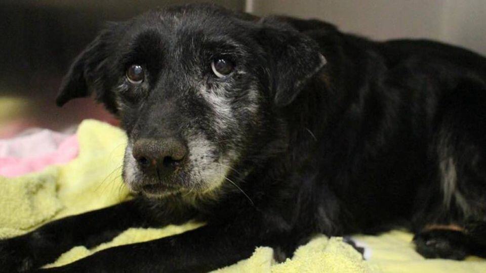 Gentle 14-Year-Old Dog Rescued Just in Time for the Holiday Season