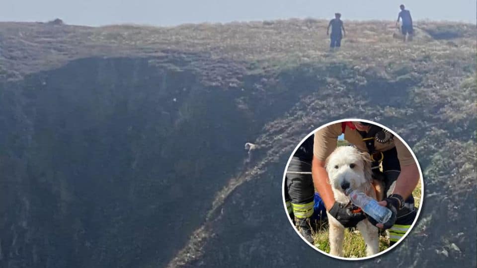 Brave Firefighters Rush to Rescue Terrified Puppy Trapped on Cliff Edge