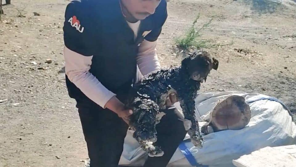 Three Puppies Trapped In Tar Cry For Help Until Rescuers Arrive