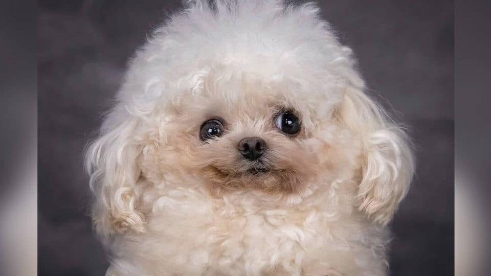 Tiny Disabled Dog Overcomes Heartbreak and Wins the Hearts of Millions