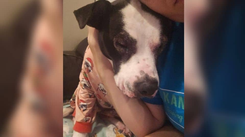 Senior Dog Returned Five Times Still Waits For Love