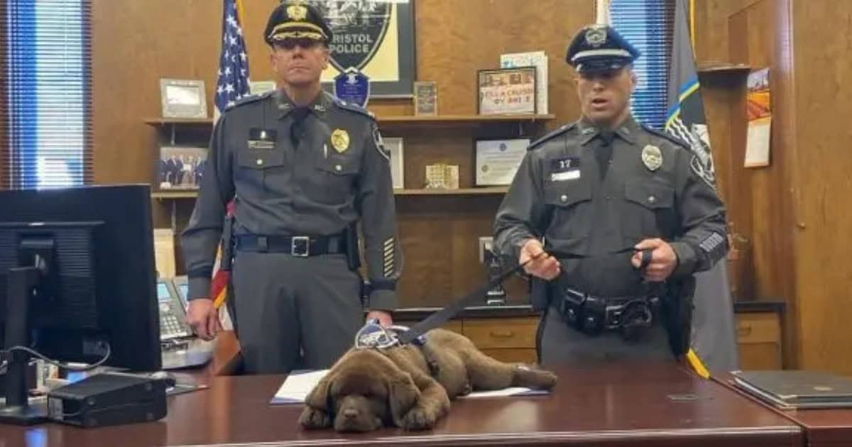 Cute Puppy Steals the Show by Sleeping Through His K9 Swearing-In Ceremony
