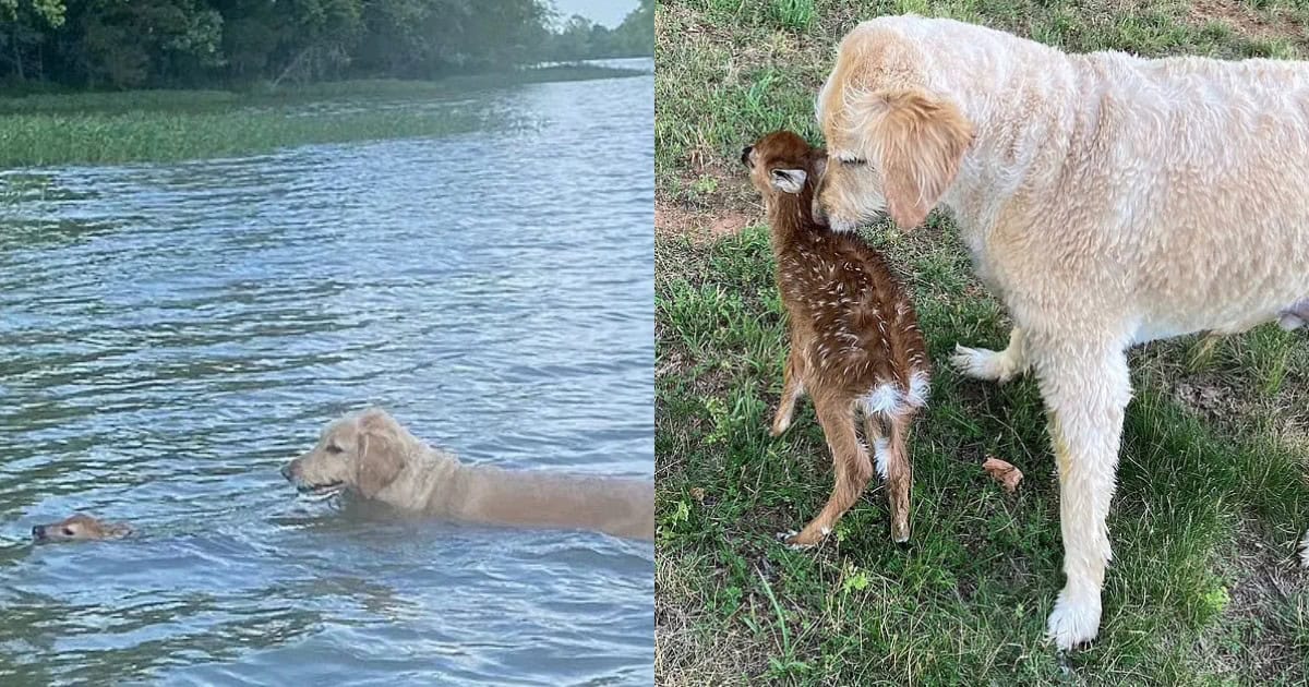 Brave Goldendoodle Rescues and Cares for Baby Fawn in Distress