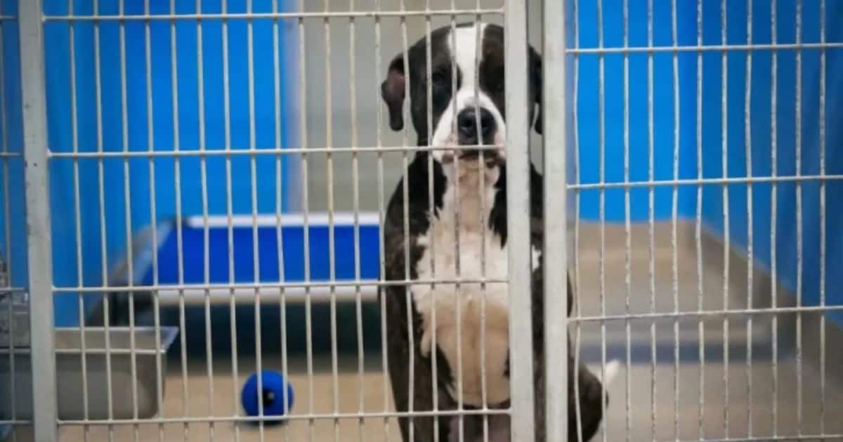 Lonely Pup Waits By His Kennel Forever While Other Dogs Gets To Go Home
