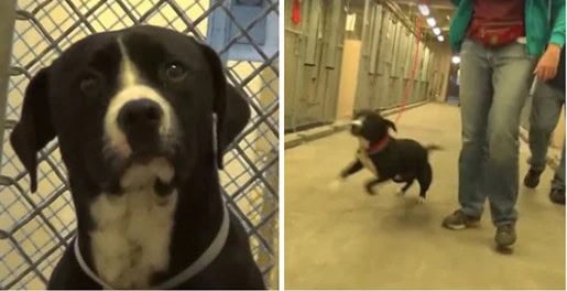 Death Row Dog Benny Jumps When He Learns He Is Finally Chosen