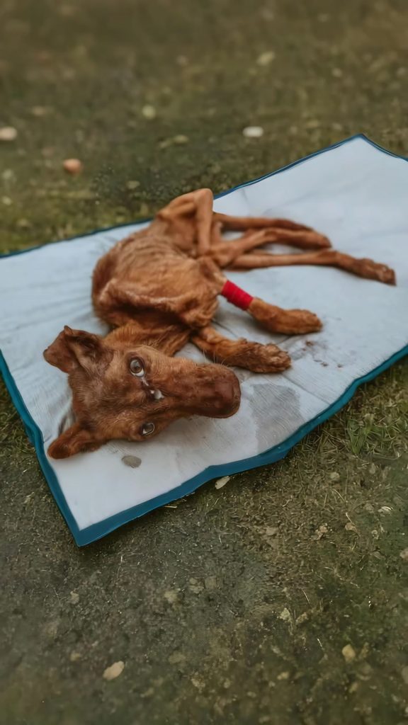 She Couldn’t Stand. She Couldn’t Cry. Left by the Road, She Fought in Silence to Stay Alive