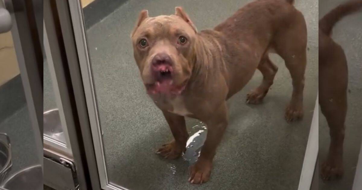 How a Stray Dog Overcome His Past Trauma To Find A Forever Home