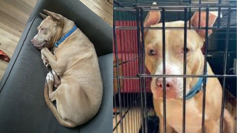 The Dog Who Spent Years in a Crate Is Still Hoping Someone Will Choose Her