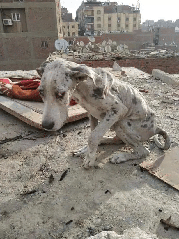 His Stomach Was Filled With Stones — But Anglo’s Eyes Still Held Hope