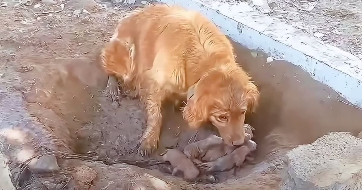 Mother Dog Gave Birth In Mud Pit While Fighting To Keep Her Puppies Alive