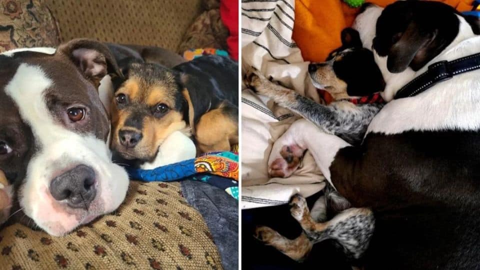 How One Dog Helped Raise Dozens of Abandoned Puppies