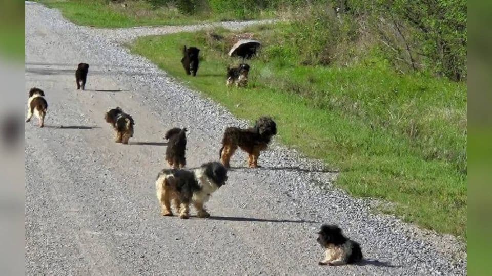 Twelve Abandoned Dogs Rescued From Busy Tulsa Road Begin Their Journey to Safety
