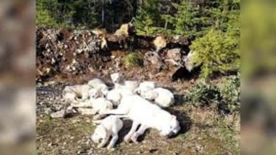 Rescuers Save Mother Dog and Puppies Left Alone in the Forest