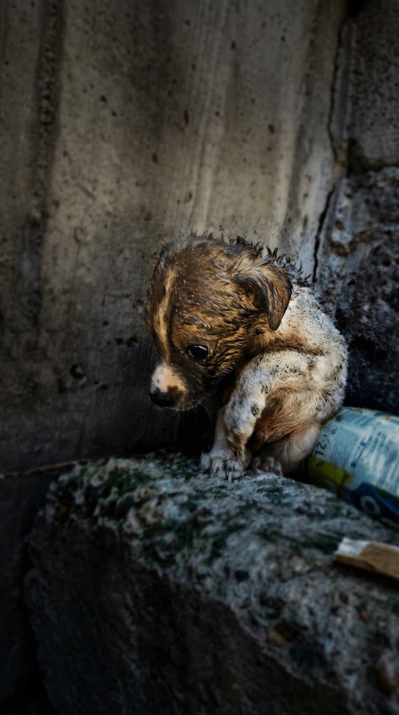 He Was the Only One Still Breathing in the Ruins — And That Was Enough