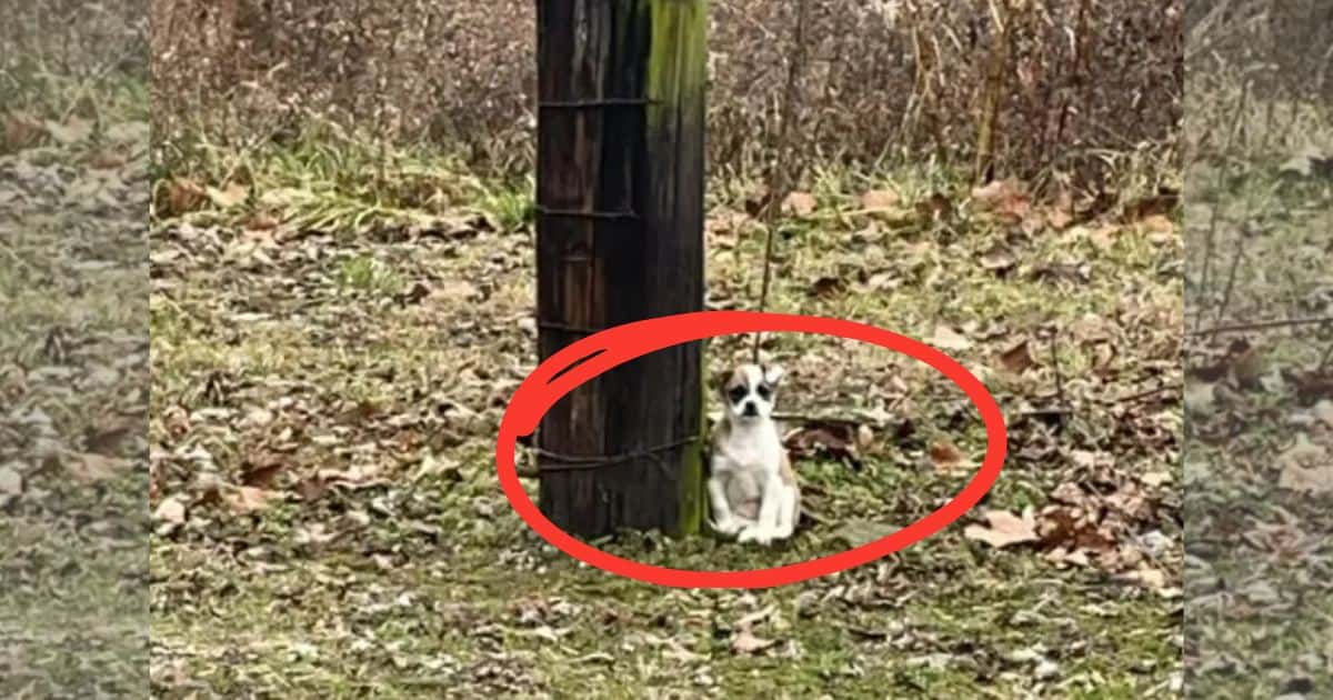 Driver’s Heart Breaks at the Sight of a Small Pup Tied To A Tree On Desert Road