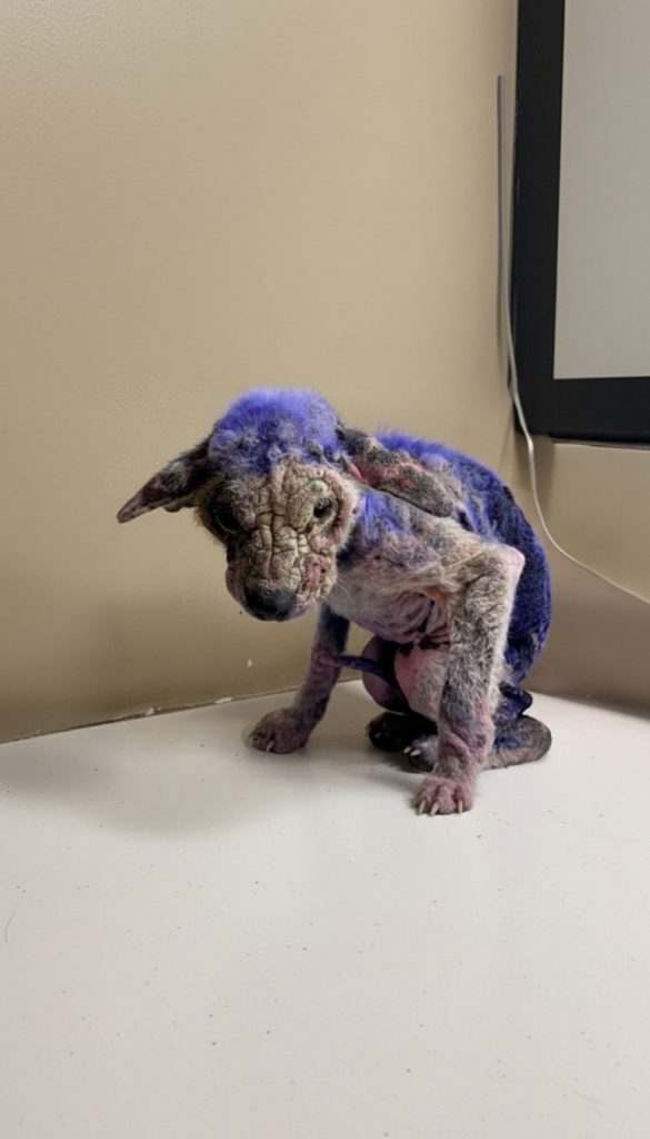 Her Skin Turned Purple From Pain — But She Never Stopped Hoping Someone Would See Her