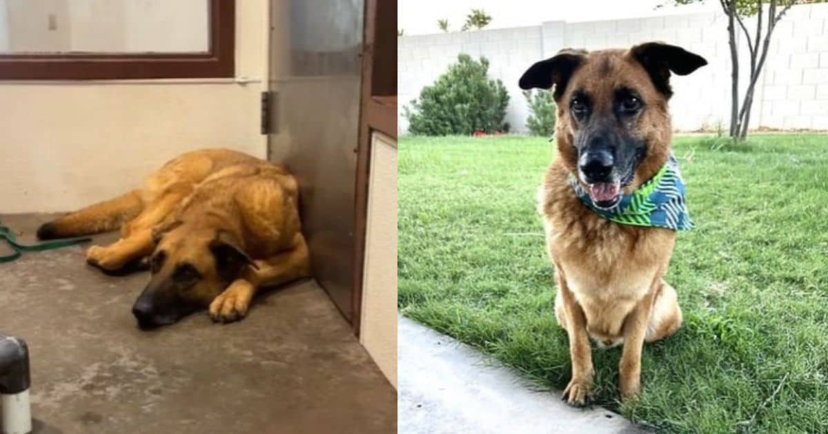 After Being Abandoned Three Times, Sad Pup Finally Finds Unconditional Love In New Home