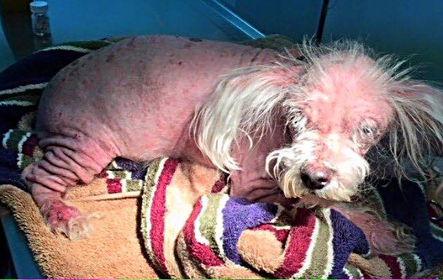 Five Year Old Dog Dobby Was So Sick He Barely Looked Alive