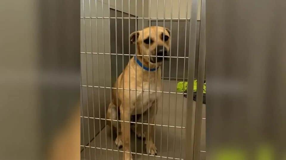 Dog Waits For Owners At Shelter Door Everyday, Then His Forever Family Arrives
