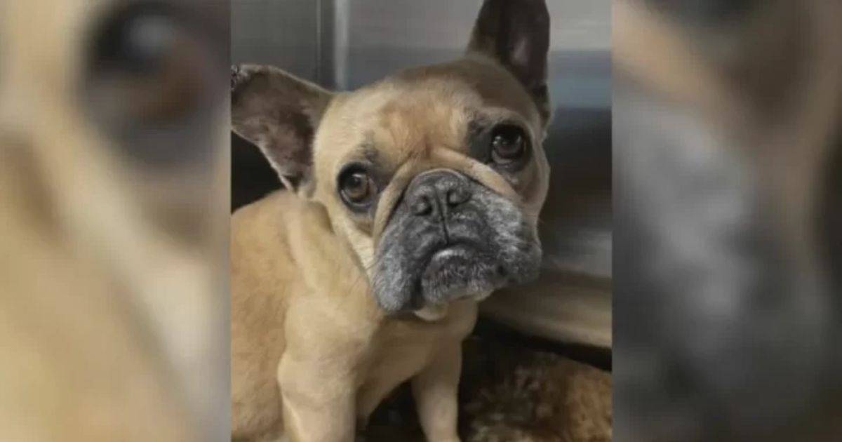 Devastated Mama Dog Finds New Hope and Healing in Caring Foster Home