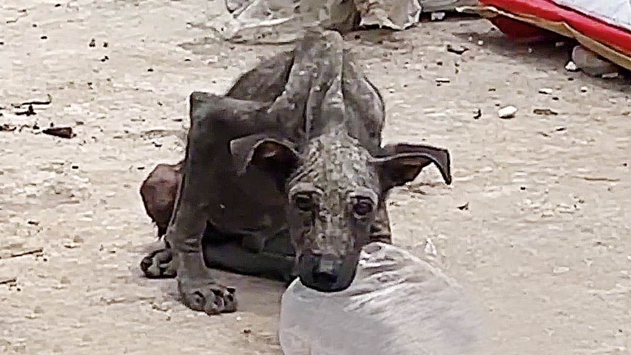 Stray Dog on the Brink of Starvation Finds Hope Through Kindness of Young Woman