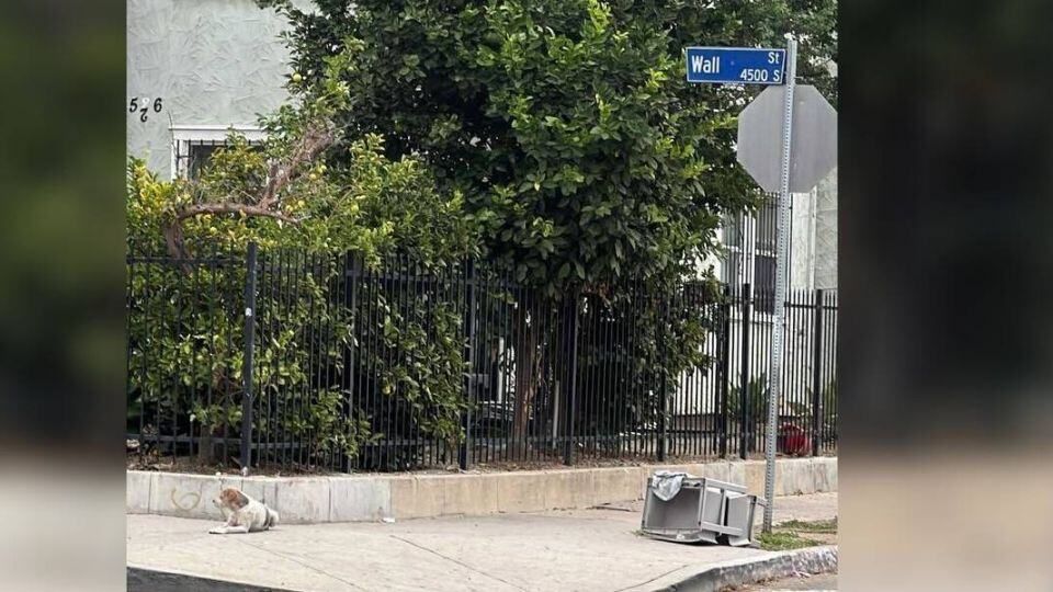 Abandoned Dog Waits Months for His Family Until Rescue Arrives