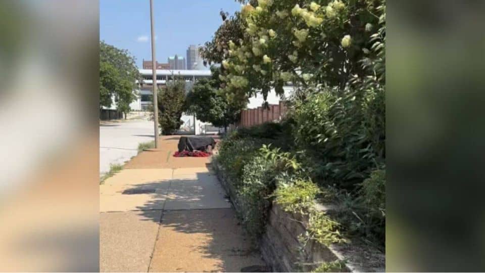 Shelter Workers Find Two Dogs Trapped In A Crate On A Scorching Hot Day