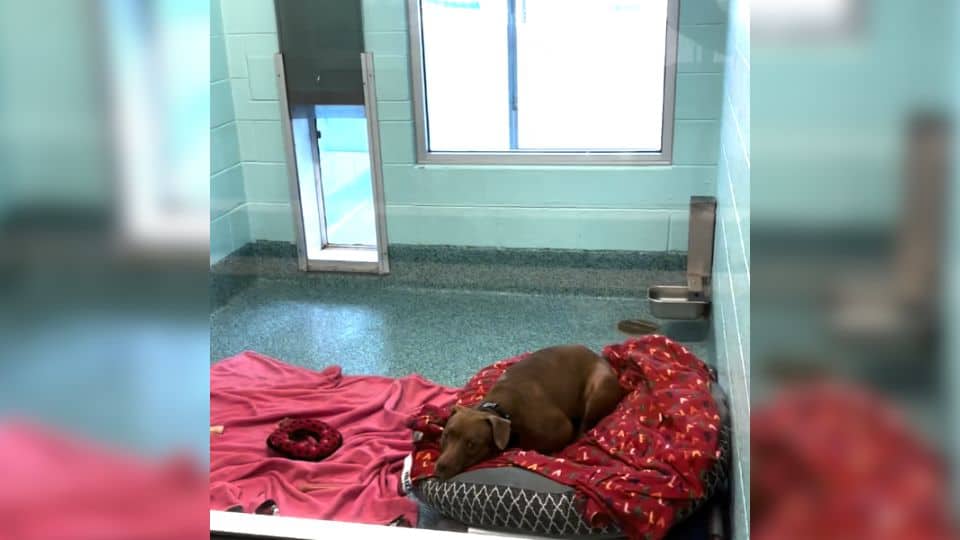 After 1,500 Days of Waiting, Shyla Longs for a Home Where She Can Finally Rest