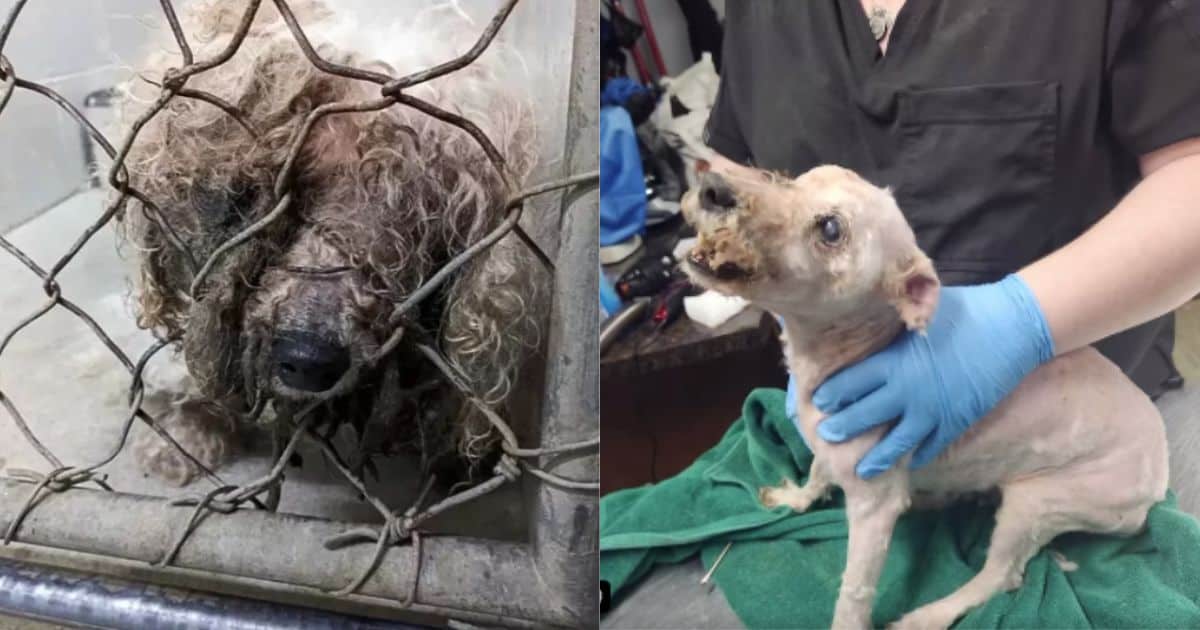 Blind Senior Dog Can’t Hold Back His Happiness When He Could Smell His Long-Lost Family After Years