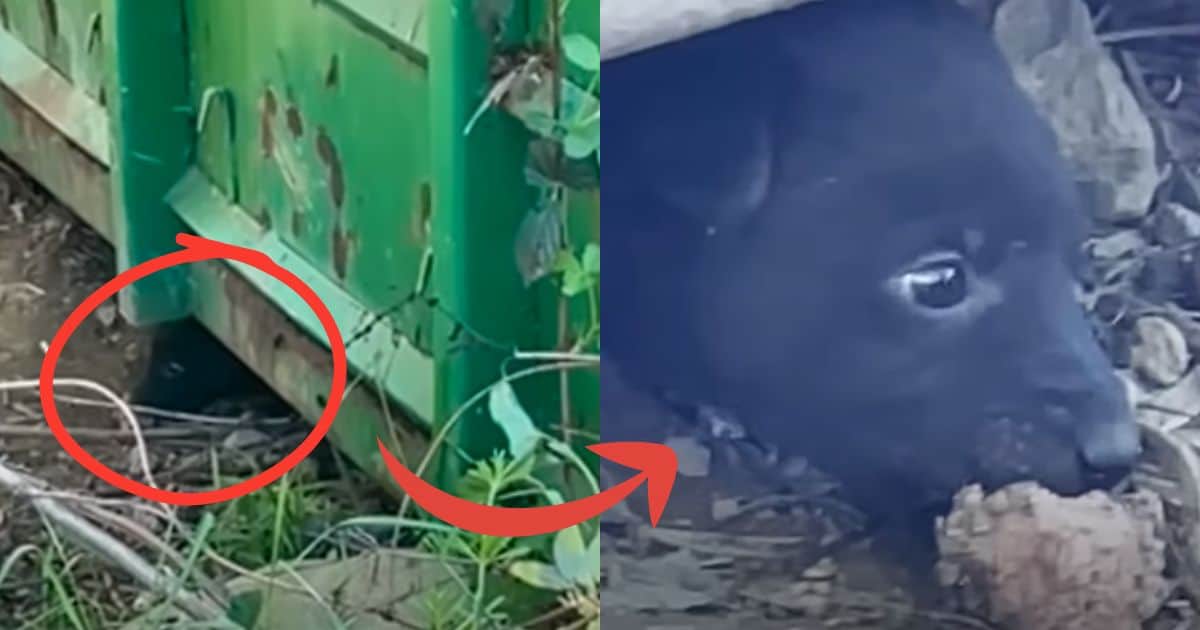 Puppy Stopped Eating After Rescue, Then Met a Loving Mama Dog