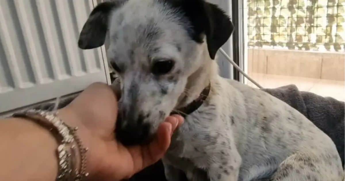 Terrified Mama Dog Giving Birth in Basement Finds Hope Through Her Rescuer’s Gentle Touch
