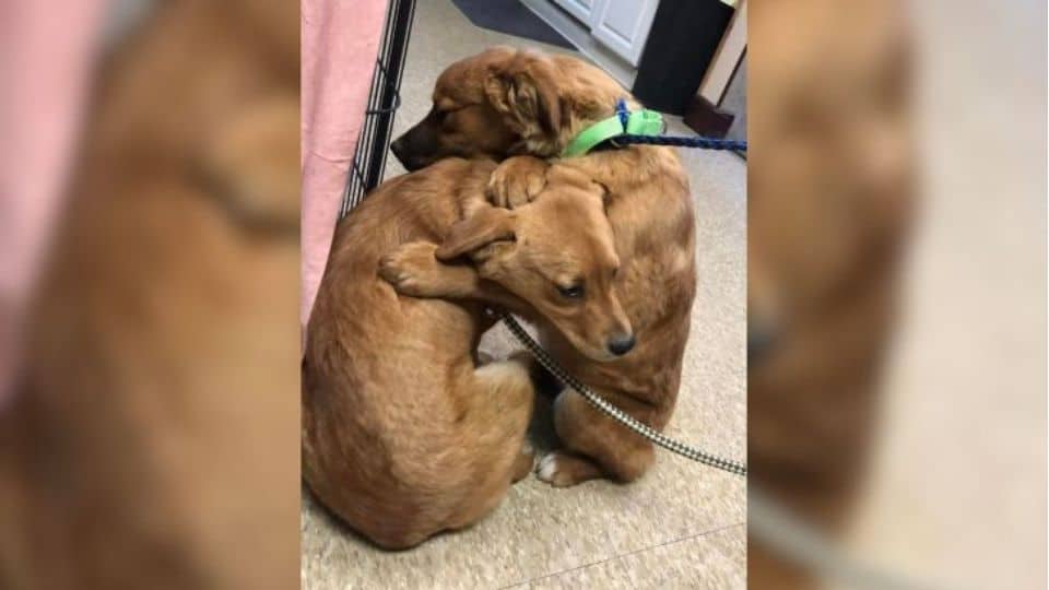 Terrified Dogs Saved From Neglect Show the World the Power of Love and Second Chances