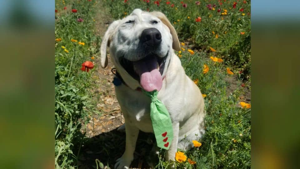 Dog With a One-of-a-Kind Face Waited Years for the Mom Who Would Finally Love Him