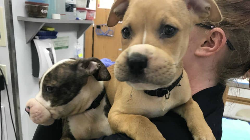 Abandoned Puppies Found With Rubber Bands Around Snouts Melt Hearts When Rescued