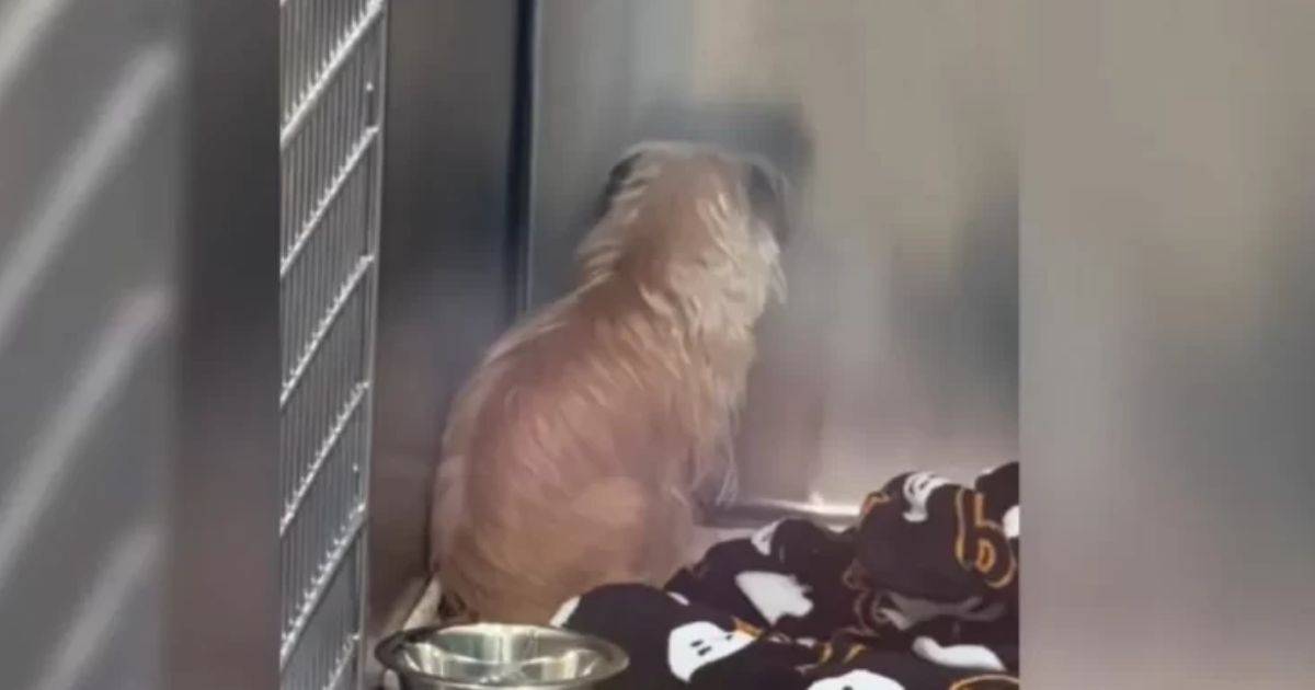 Lonely Dog Loses Hope and Spends Days Facing the Wall Until Her Life Finally Changes