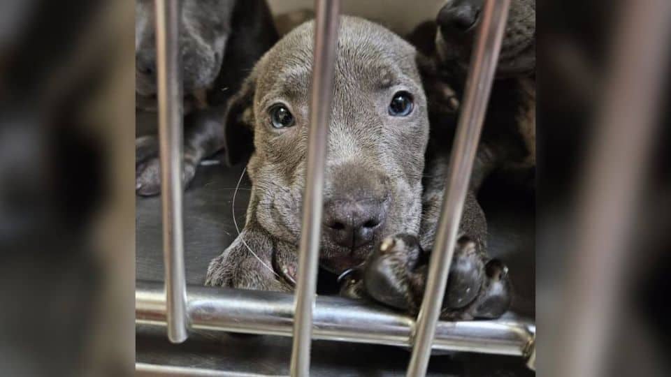 Rescuers Step In After 11 Puppies Are Abandoned Near Busy Road