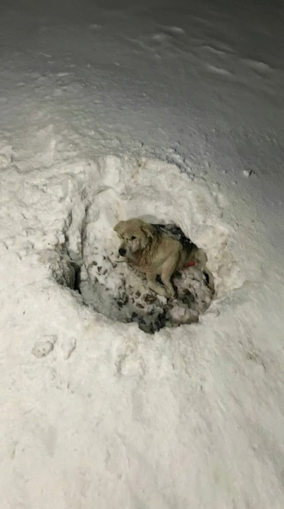 He Lay Motionless in the Snow — Until Compassion Gave Mishka a New Way to Move