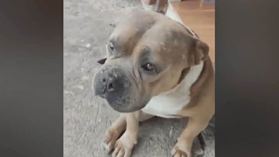Justice for Axle Viral Dog Killing in Mountain Province Spurs Outrage and Action