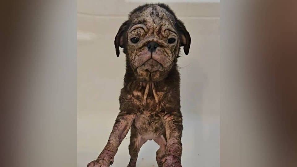 Hairless Puppy Arrives Trembling in Pain and Fights for the Chance to Feel Loved
