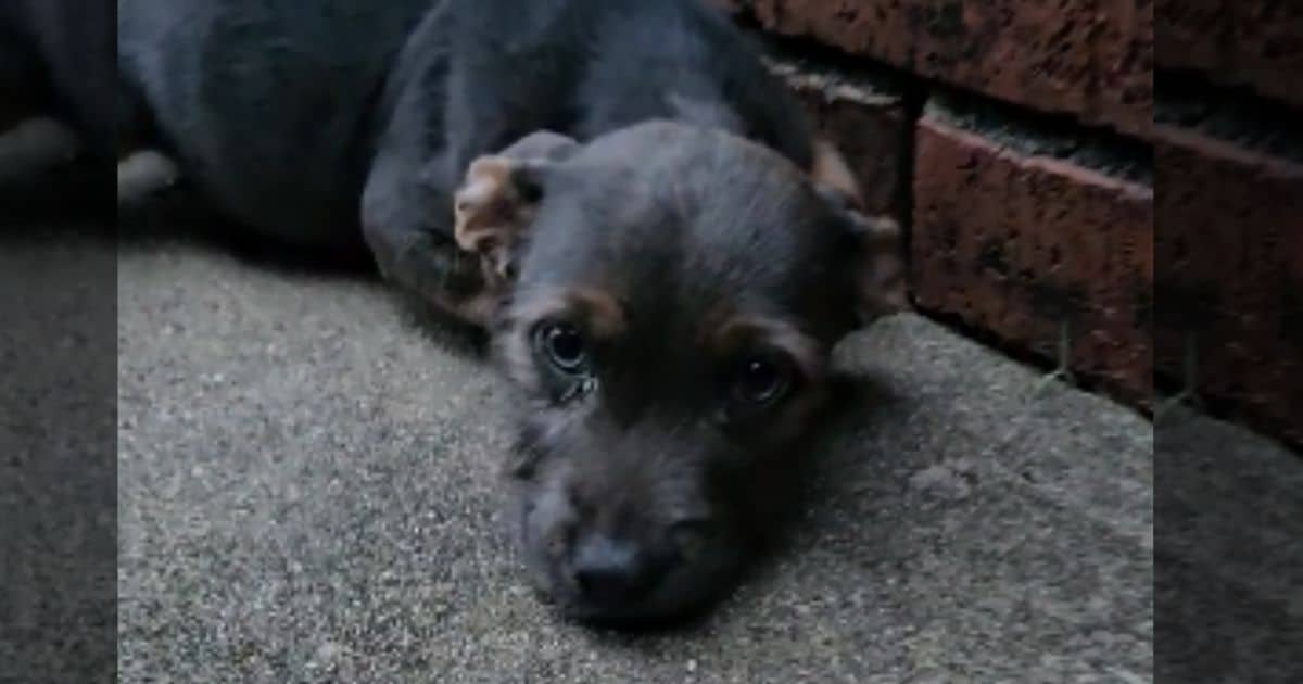 Abandoned Puppy Left in the Cold Discovers Love After Being Rescued by Kind Stranger