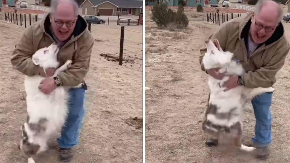 Blind and Deaf Puppy Reunites With Grandpa After a Year Apart, Proving Love Has No Limits