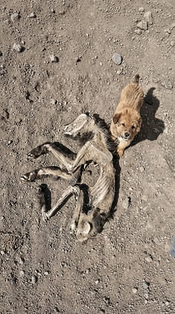 He Wouldn’t Leave Her Side on the Empty Road — Even After She Was Gone