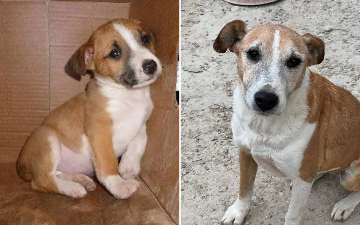 Irma The Senior Dog Waited A Lifetime For Someone To Choose Her