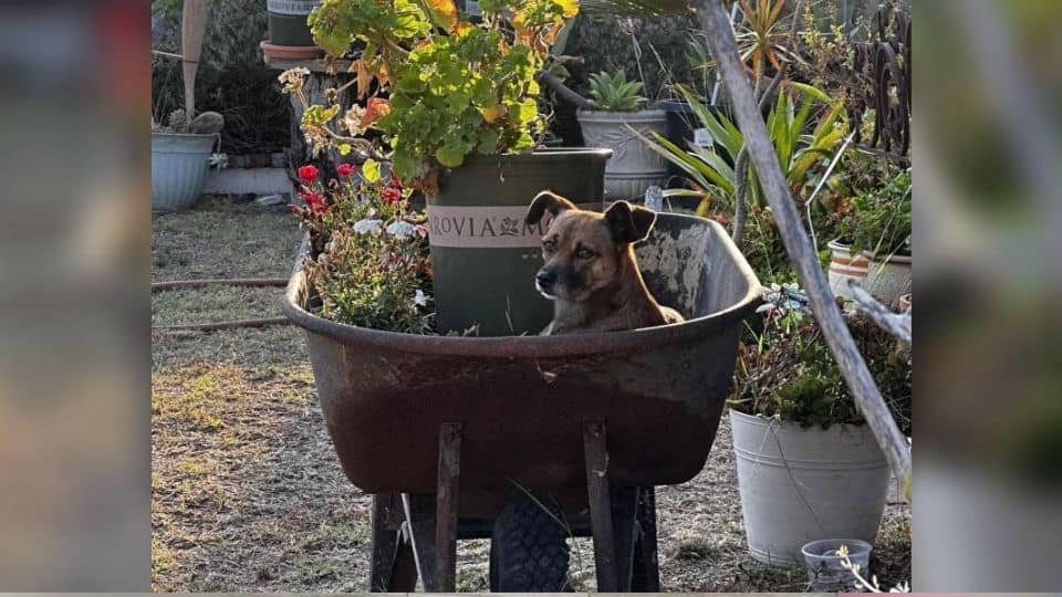 A Sweet Pup Hid in a Wheelbarrow Until Love Finally Found His Lonely Heart
