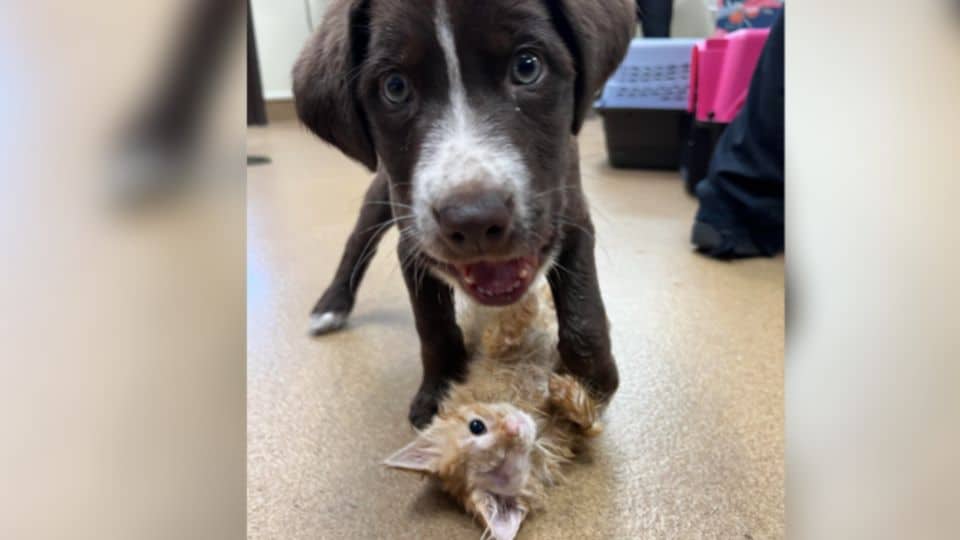Wounded Pup and Injured Kitten Heal Together and Form an Unbreakable Bond